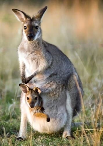 Kangaroo
