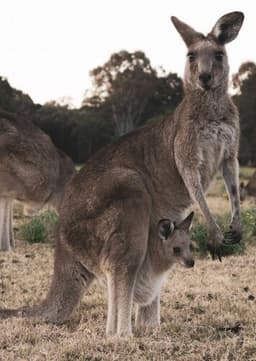Kangaroo