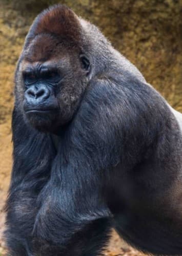 Kerchak