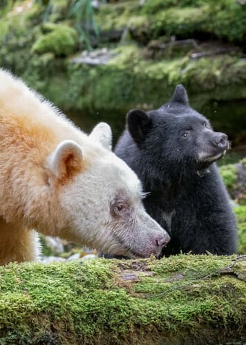 Kermode Bear