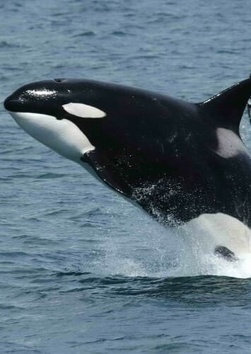 Killer Whale