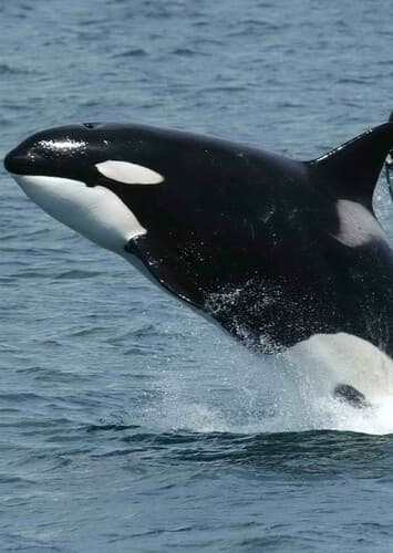 Killer Whale