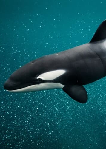 Killer Whale