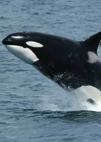 Killer Whale