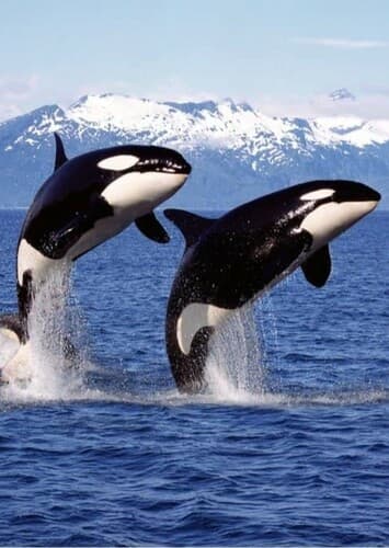 Killer Whale