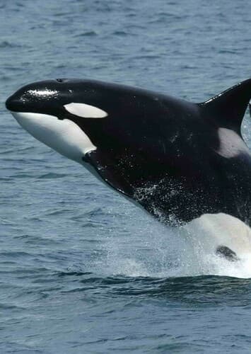 Killer Whale
