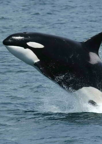 Killer Whale