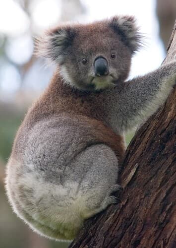 Koala