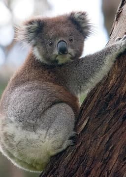 Koala
