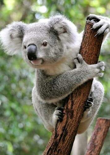 Koala