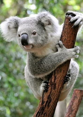 Koala