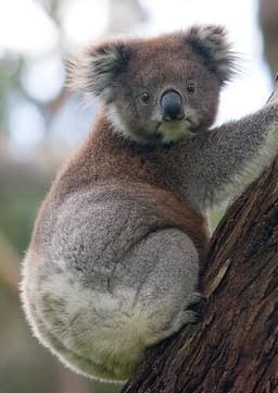 Koala