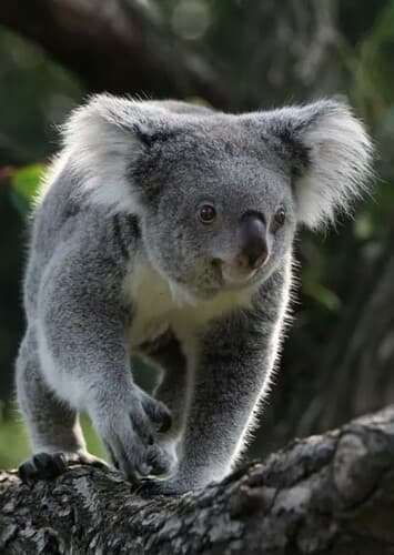 Koala