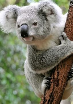 Koala