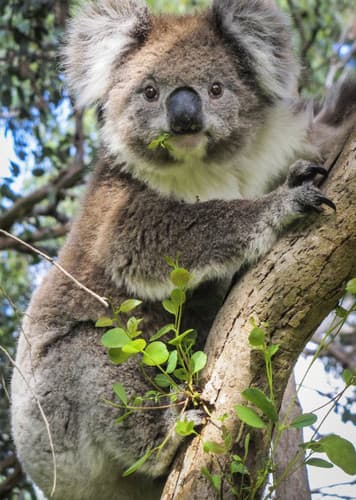 Koala