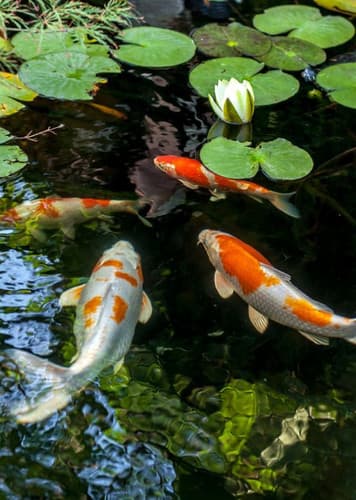 Koi Fish