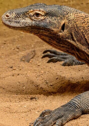 Komodo Dragon