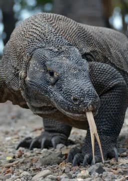 Komodo Dragon