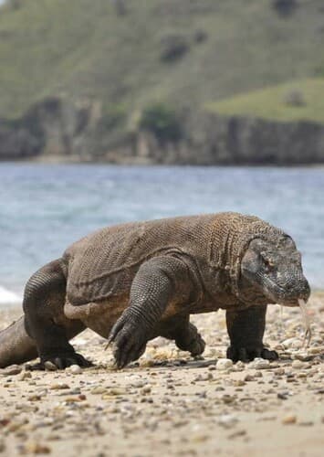 Komodo Dragon