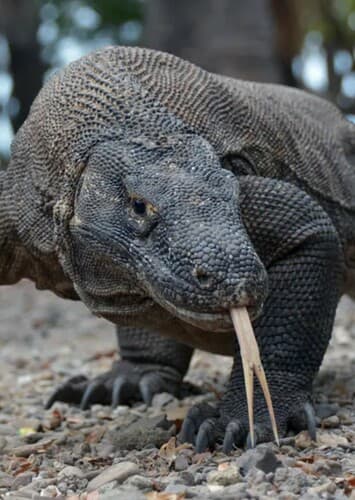 Komodo Dragon
