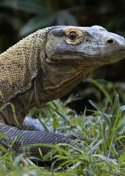 Komodo Dragon