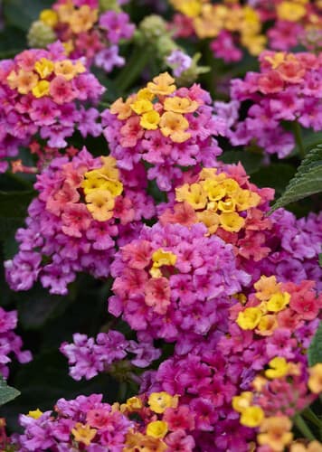 Lantana