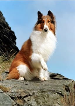 Lassie
