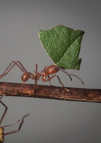 Leaf Cutter Ant