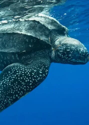 Leatherback Sea Turtle