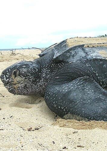 Leatherback Sea Turtle