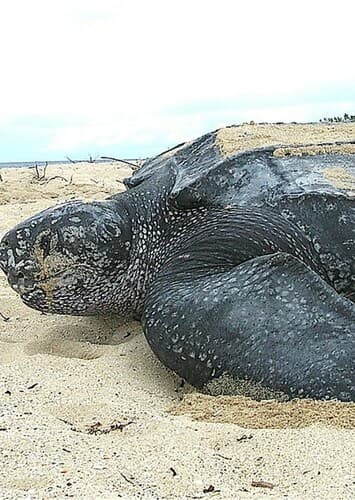 Leatherback Turtle