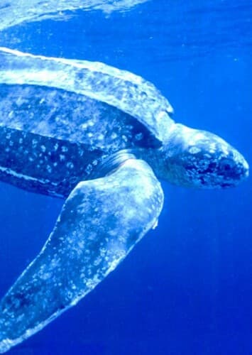 Leatherback Turtle