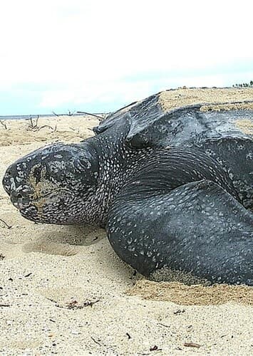 Leatherback Turtle