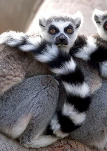 Lemur