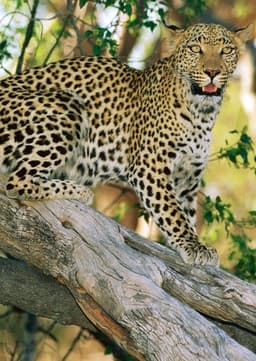 Leopard