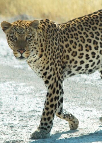Leopard