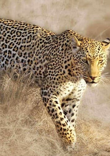 Leopard