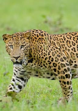 Leopard