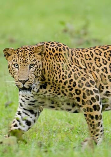 Leopard