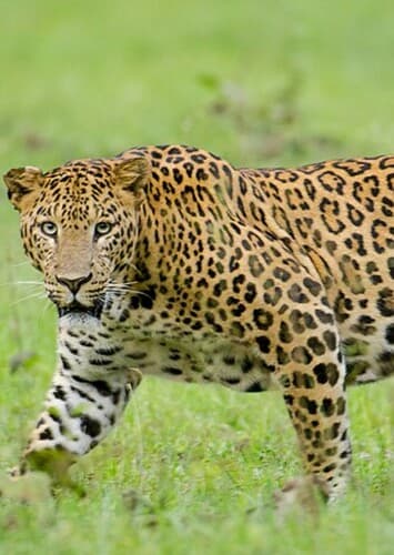 Leopard