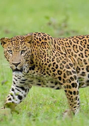 Leopard