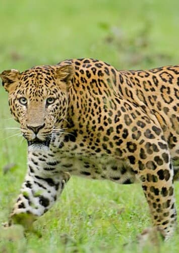 Leopard