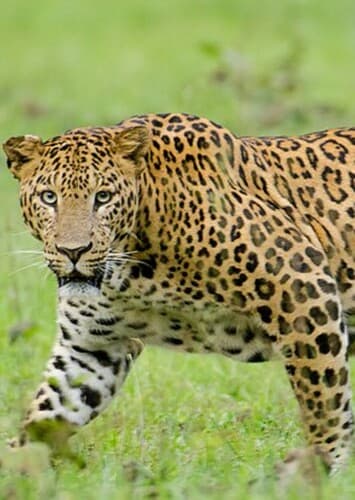 Leopard