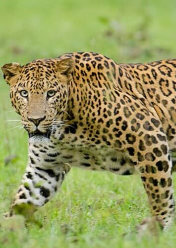 Leopard