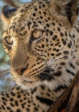 Leopard