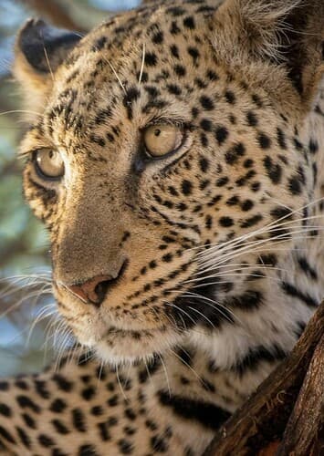 Leopard