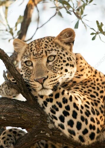 Leopard