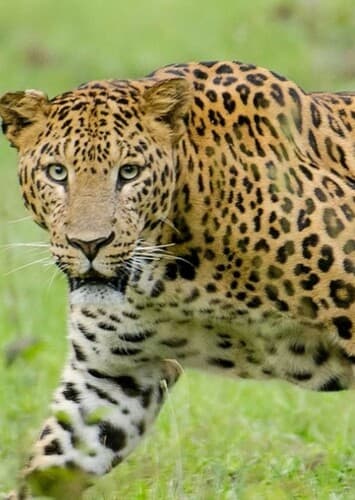 Leopard