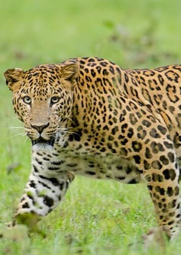 Leopard