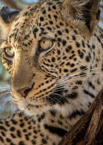 Leopard